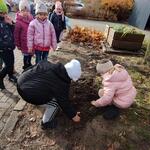 Przedszkolaki wkładają cebulki żonkili.