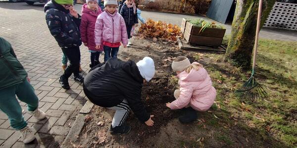 Przedszkolaki wkładają cebulki żonkili..jpg